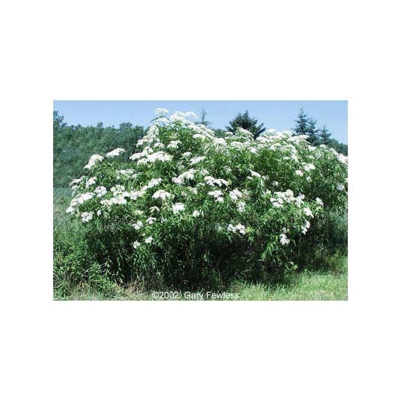 Sambucus Canadensis - Sauco de Canadá