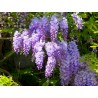 Wisteria Sinensis - Flor de pluma