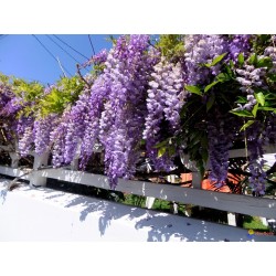 Wisteria Sinensis - Flor de pluma