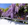 Wisteria Sinensis - Flor de pluma